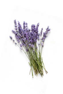 BULGARIAN LAVENDER
