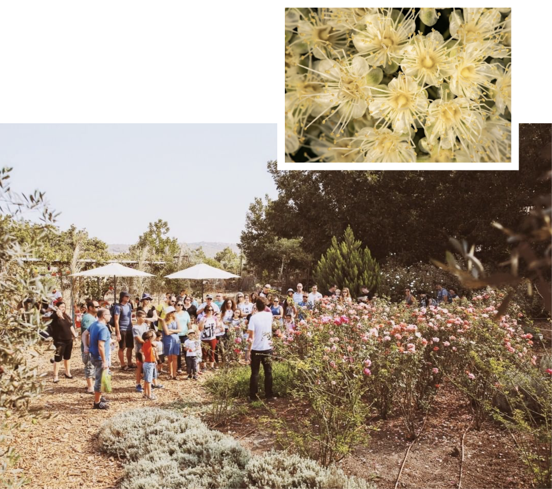 The Lavido botanical garden in Israel